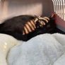 cat Image 2