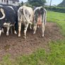 Belgium blue springing heifers Image 2