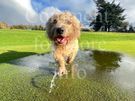 Rare breed Glen of Imaal Terrier Available for Photoshoots Image 3