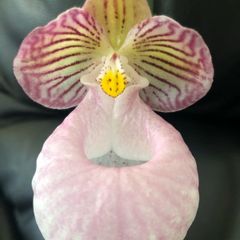 Paphiopedilum
