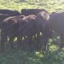 Angus bull and heifer runners Image 4