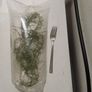 aquarium plant (pogostemon stellatus octopus) Image 3