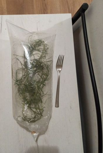 aquarium plant (pogostemon stellatus octopus)