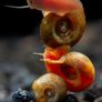blue jelly neocaridina shrimp, Frogbit  floater (big portion), Hydrocotyle tripartita, Ramshorn snail Image 10