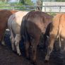 22 charlaois and limousine heifers 315kg Image 6
