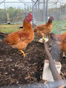 Hybred Rooster