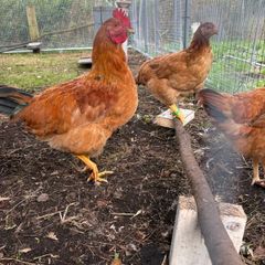 Hybred Rooster