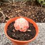 plant Image 3