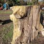 wood -timber Image 2