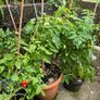 Free potted plants Image 5