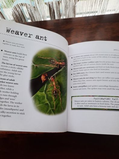 Visual Factfinder:Bugs 2008