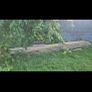 Wooden fencing Image 2