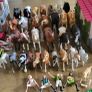 schleich horse Image 7