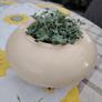 Succulents with Pot Image 2