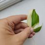 Philodendron Billetai, sodiroi, and hederaceum 'rio' Image 5