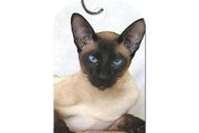 personalised pet tags keyring