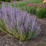 Lavender Bunches/Russian Sage Image 3