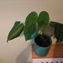 Monstera plant Image 2