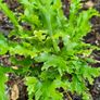 Large Fern Plants, Three Euros Image 7