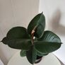 Indoor Plant Image 8