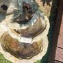 Water Feature Image 2