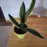 snake plant Image 4