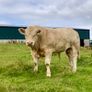 Pedigree Charolais Bull for sale Image 3