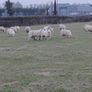 Ewe Lambs Image 5