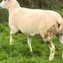 Pedigree NR Belclare Hoggets Image 4