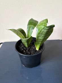 Snake plant