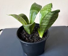 Snake plant