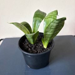 Snake plant