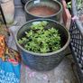 Pot Image 4