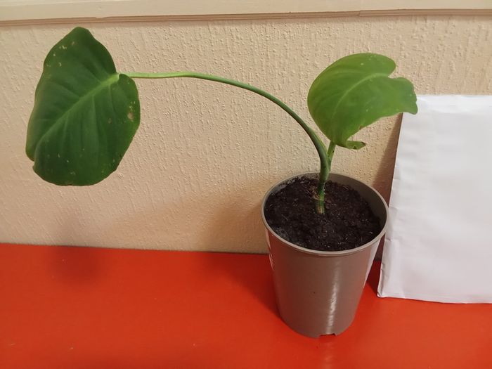 Indoor plant young monstera