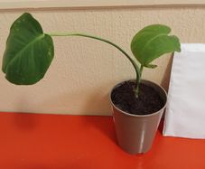 Indoor plant