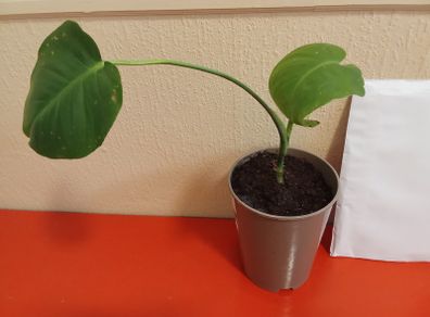 Indoor plant young monstera