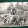 The Irish Wolfhound Image 2