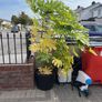 Healthy plant Image 2