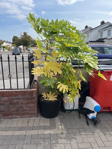 Healthy plant