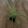 Self watering plant pot Image 6