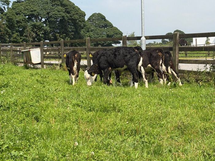 10 Hereford heifers for sale