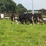 10 Hereford heifers for sale Image 5