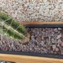 Wooden Planter Image 6