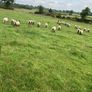 Ewe Hoggets Image 7