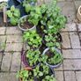 Lemon balm plants Image 6