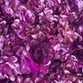 Flower Wall (For sale not rent) Image 2