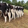 45 Fresian Bull Weanlings For Sale Image 10