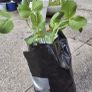 Green Pea Seedlings Image 2