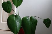 Monstera
