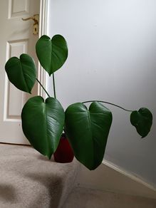 Monstera
